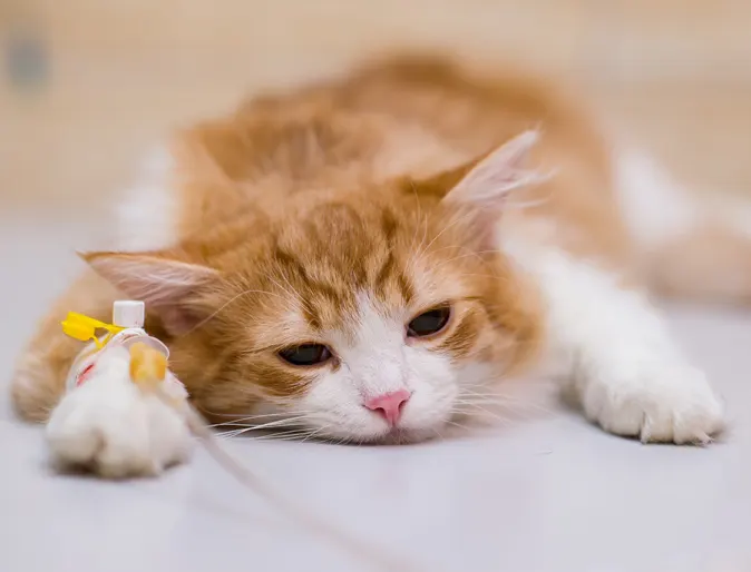 Orange cat with iv under anesthesia